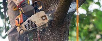 Reliable Bear Creek, AL Tree Services Solutions