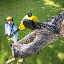 Best Palm Tree Trimming  in Bear Creek, AL