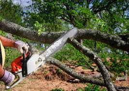 Best Hazardous Tree Removal  in Bear Creek, AL