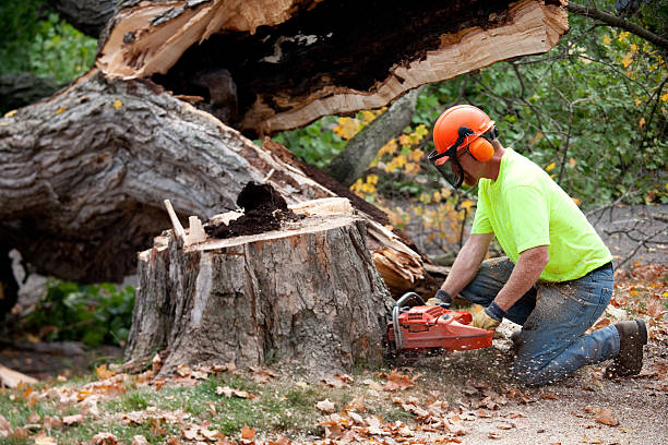 Best Lawn Maintenance Plans  in Bear Creek, AL
